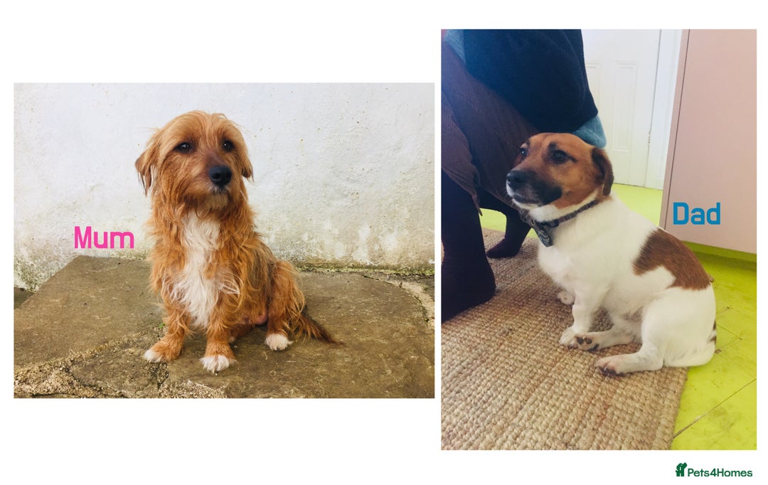 Mixed Breed dogs for sale: Miss  - Image 4