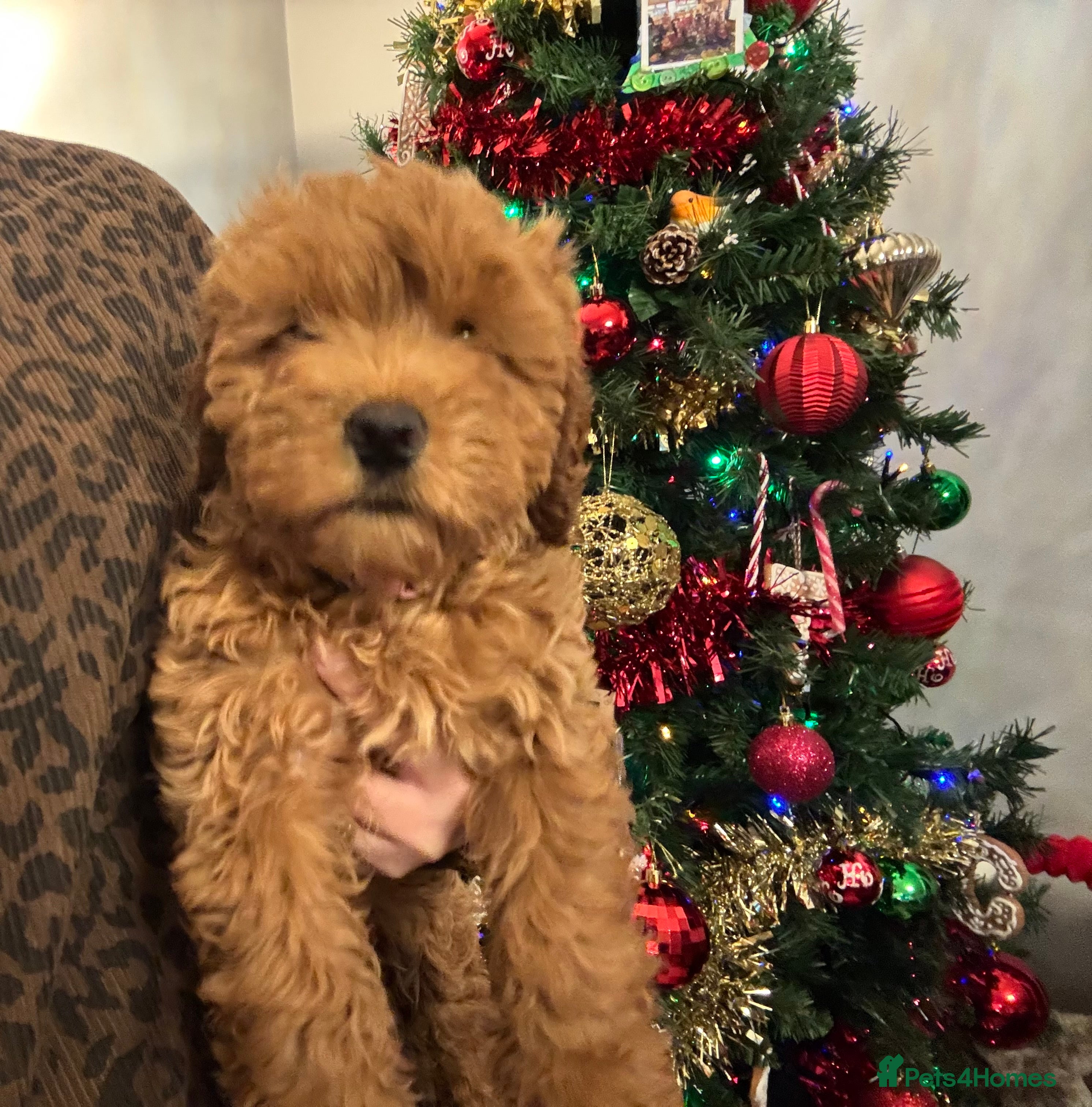 Cockapoo dogs 1 Girl left - READY TO LEAVE. - Advert 1