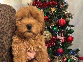 Cockapoo dogs 1 Girl left - READY TO LEAVE. - Advert 1