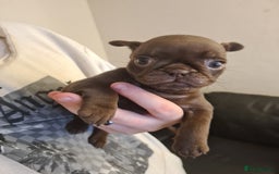 Frug dogs for sale: Frug boys for sale £1,200 - £750 - Advert 7