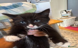 Domestic Shorthair cats for sale: 2 Male kittens - Image 4