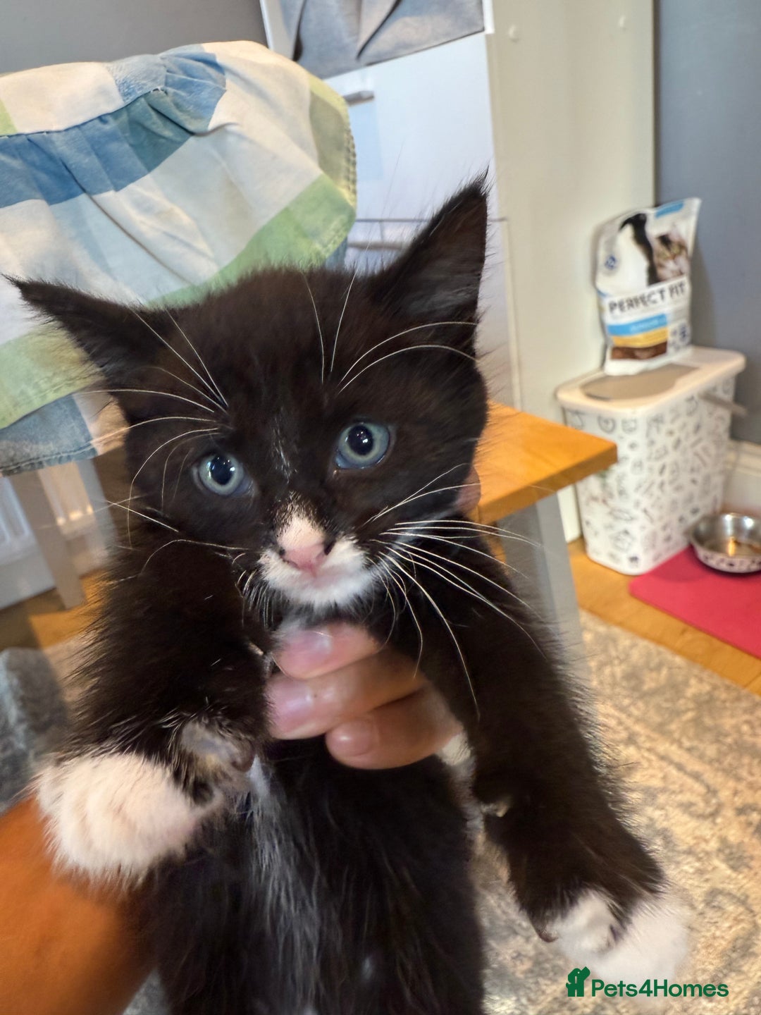 Domestic Shorthair cats for sale: 2 Male kittens - Image 4