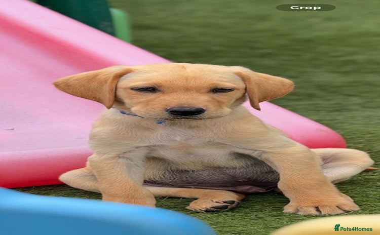 Labrador Retriever dogs in Walton-on-Thames - Advert 1