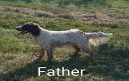 Mixed Breed dogs for sale: Fen Spaniels -Korthols x Eng Springer Spaniel  - Image 17