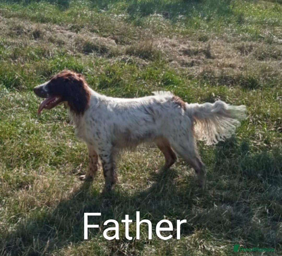 Mixed Breed dogs for sale: Fen Spaniels -Korthols x Eng Springer Spaniel  - Image 17