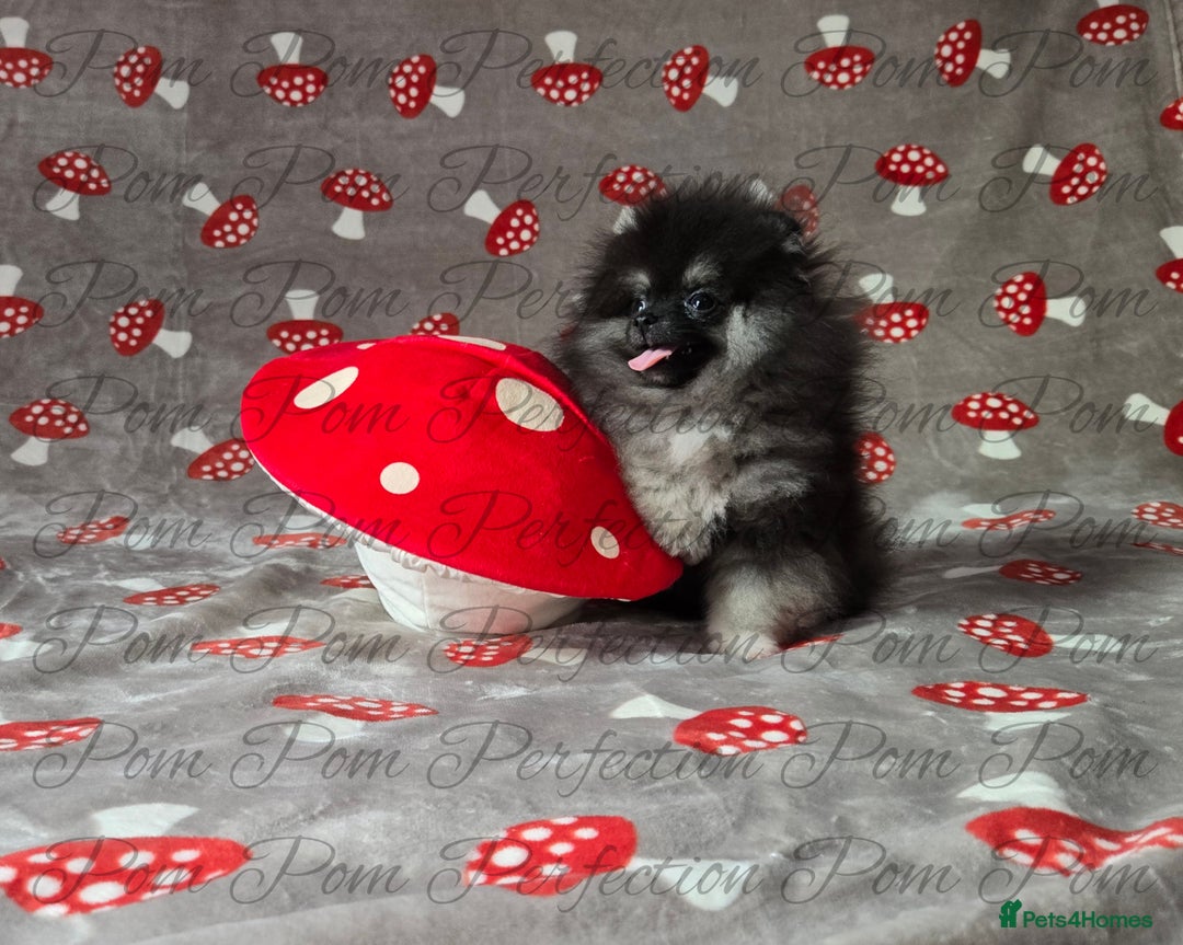 Pomeranian dogs for sale: Gorgeous Teddy Bear Pomeranian Puppy - Image 4
