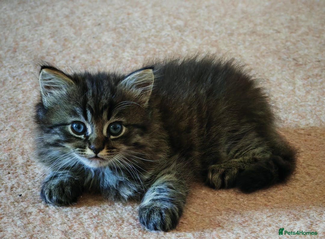 Persian cats for sale: Persian British shorthair mix kittens (SOLD) - Image 4