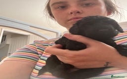 Cockapoo dogs for sale: 25%cocker spaniel 75% toy red poodle - Image 14