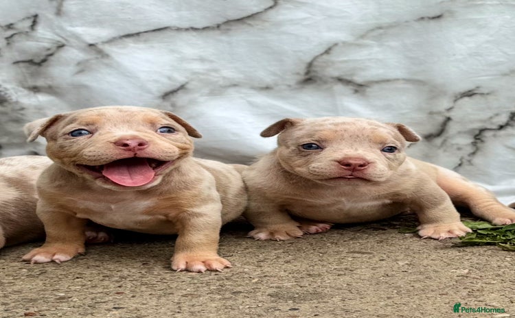 American Bully dogs - Advert 4