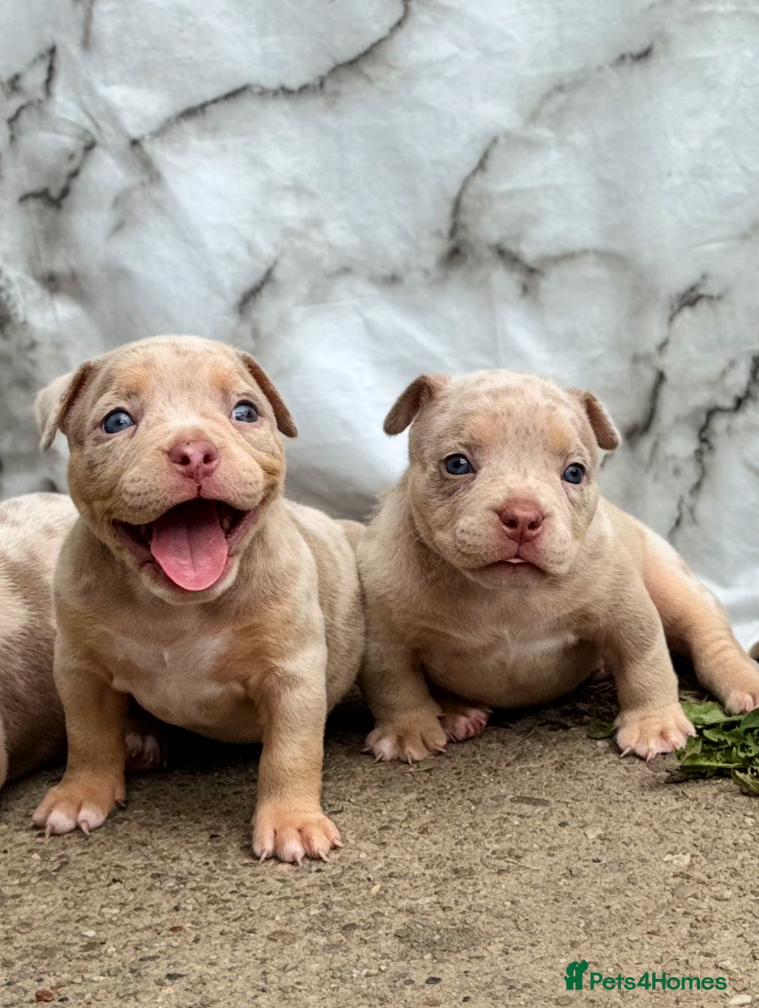 American Bully dogs for sale: FEMALE POCKET BULLY AVAILABLE🤩🏡🩷 - Image 10