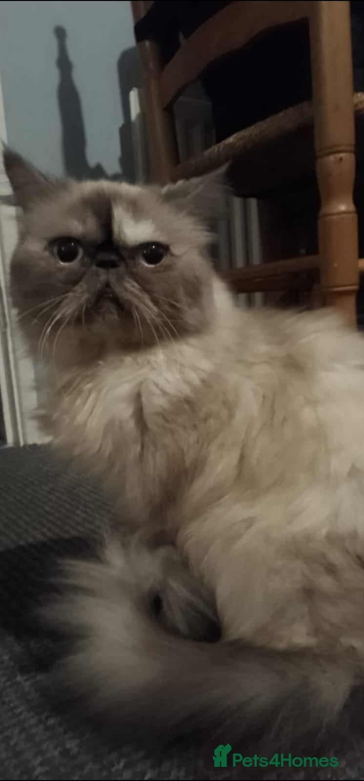 Persian cats Stunning Persian Kittens. - Advert 1