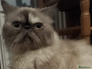 Persian cats Stunning Persian Kittens. - Advert 6