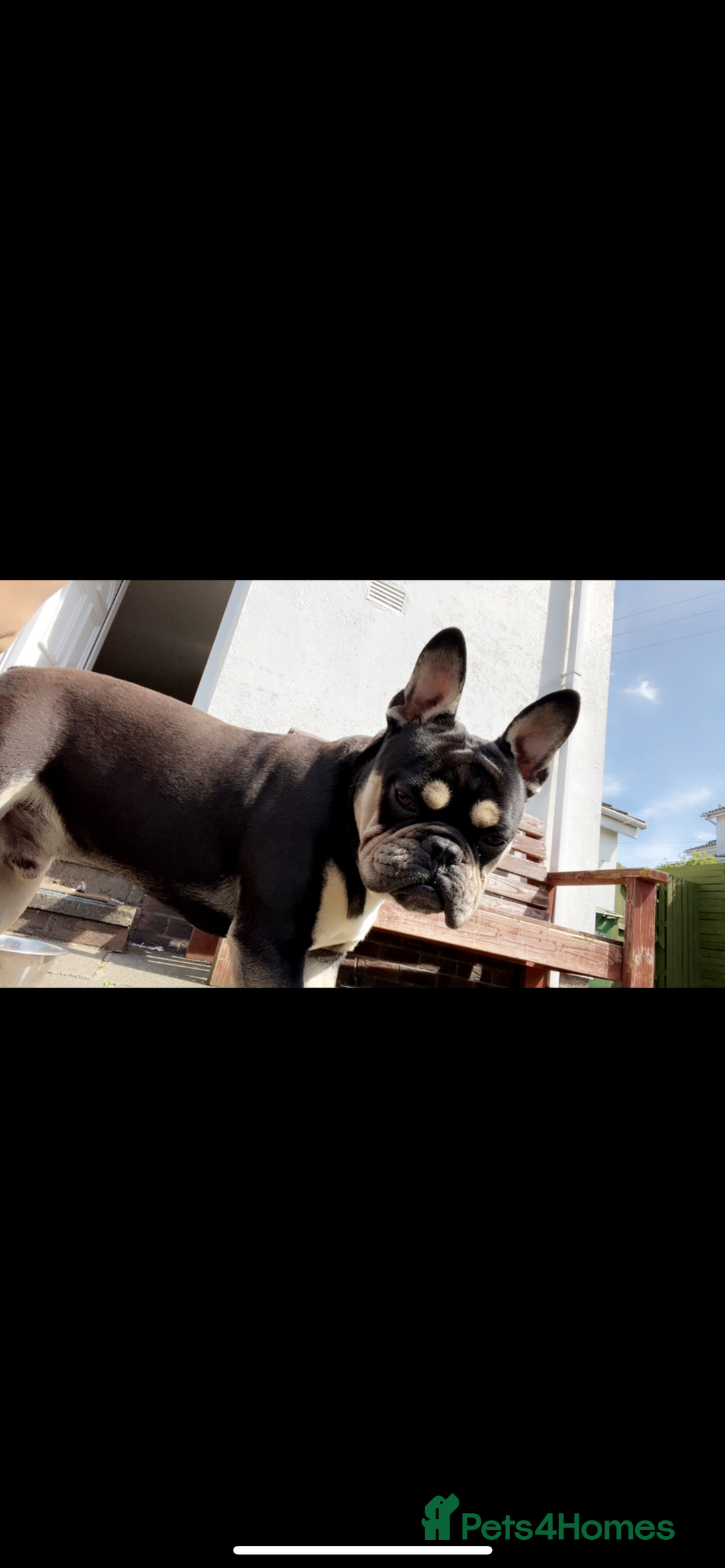 Mixed Breed dogs for sale: French bulldog x olde tyme bulldog - Image 2