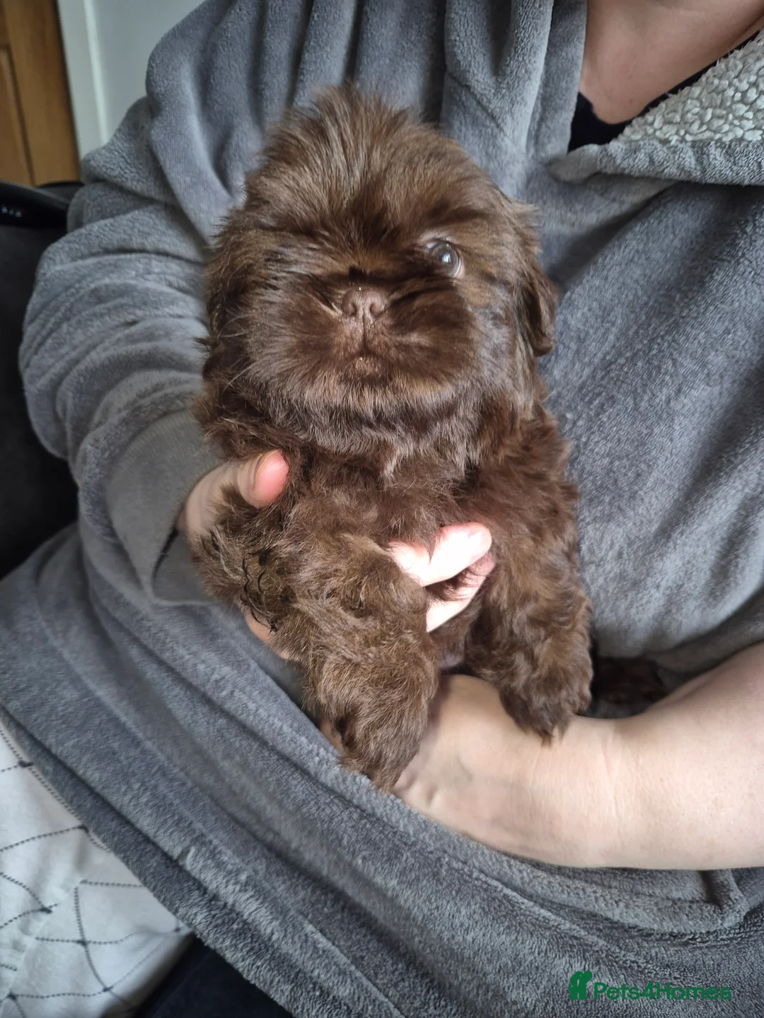 Shih Tzu dogs for sale: KC Reg Full imperial Shih tzu. - Advert 14