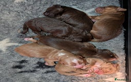 Cocker Spaniel dogs for sale: Kc Reg - Working Cocker Spaniel Puppies DNA Tested - Advert 8