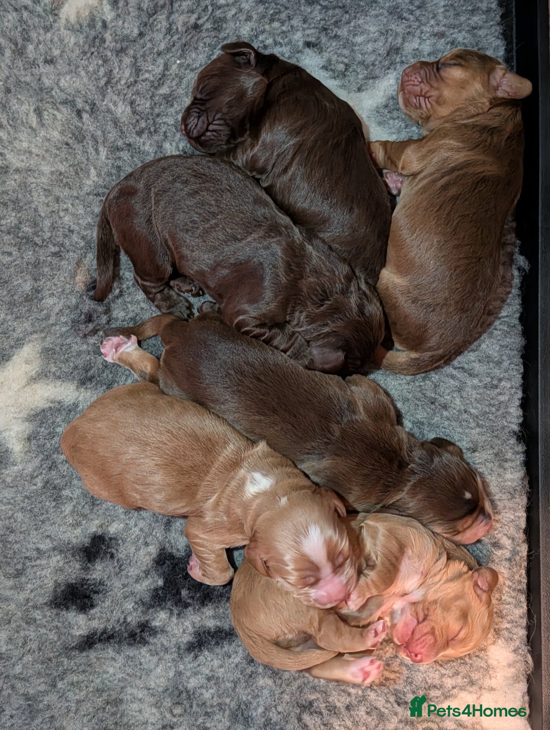 Cocker Spaniel dogs for sale: Kc Reg - Working Cocker Spaniel Puppies DNA Tested - Advert 8
