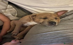 Staffordshire Bull Terrier dogs for sale: Female staffy  - Image 4