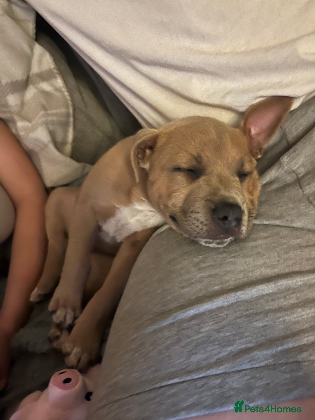 Staffordshire Bull Terrier dogs for sale: Female staffy  - Image 4