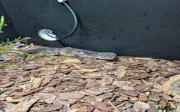 Gecko reptiles for sale: Female gecko for sale  - Image 7