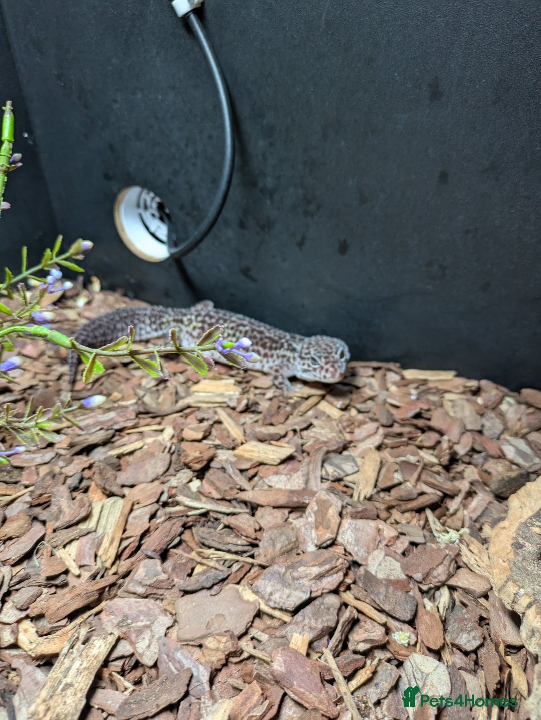 Gecko reptiles for sale: Female gecko for sale  - Image 7