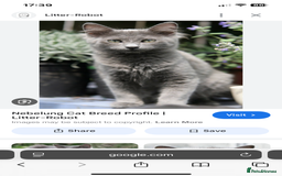 Nebelung cats for sale: Female  - Image 2