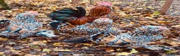 Chickens poultry for sale: Barbu D'uccle Chicks - Advert 7