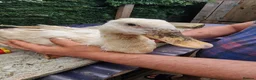 Mixed Breed poultry for sale: Stunning variety of hens cocks and drakes  - Advert 15
