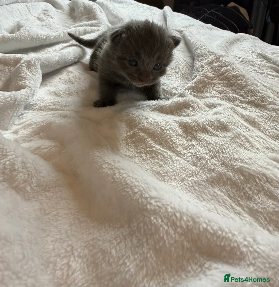 British Shorthair cats for sale: Our British Shorthair Grey Kittens  - Advert 32