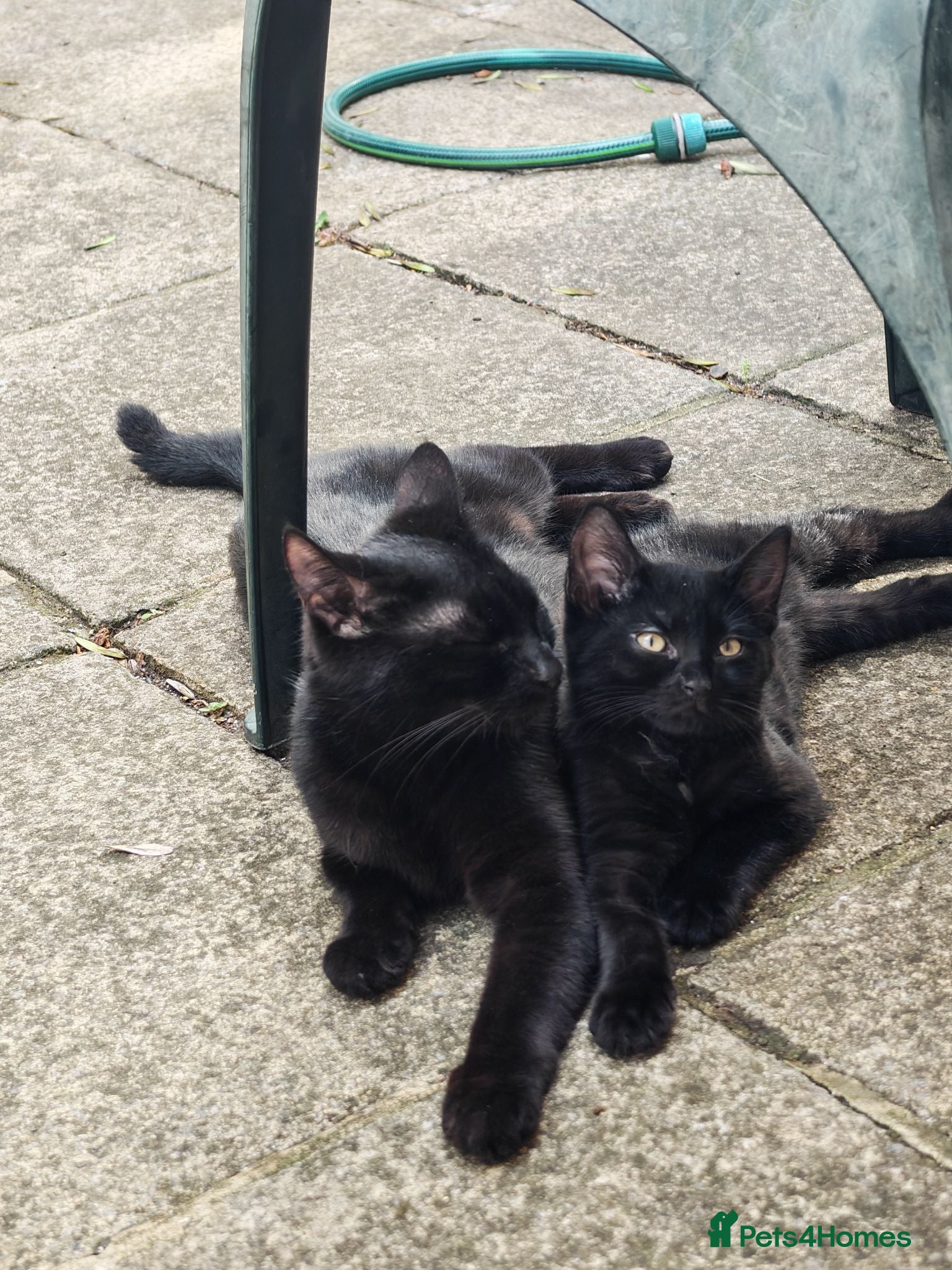 Domestic Shorthair cats For free Black panther and tuxedo kittens🐈‍⬛🤍 - Advert 13