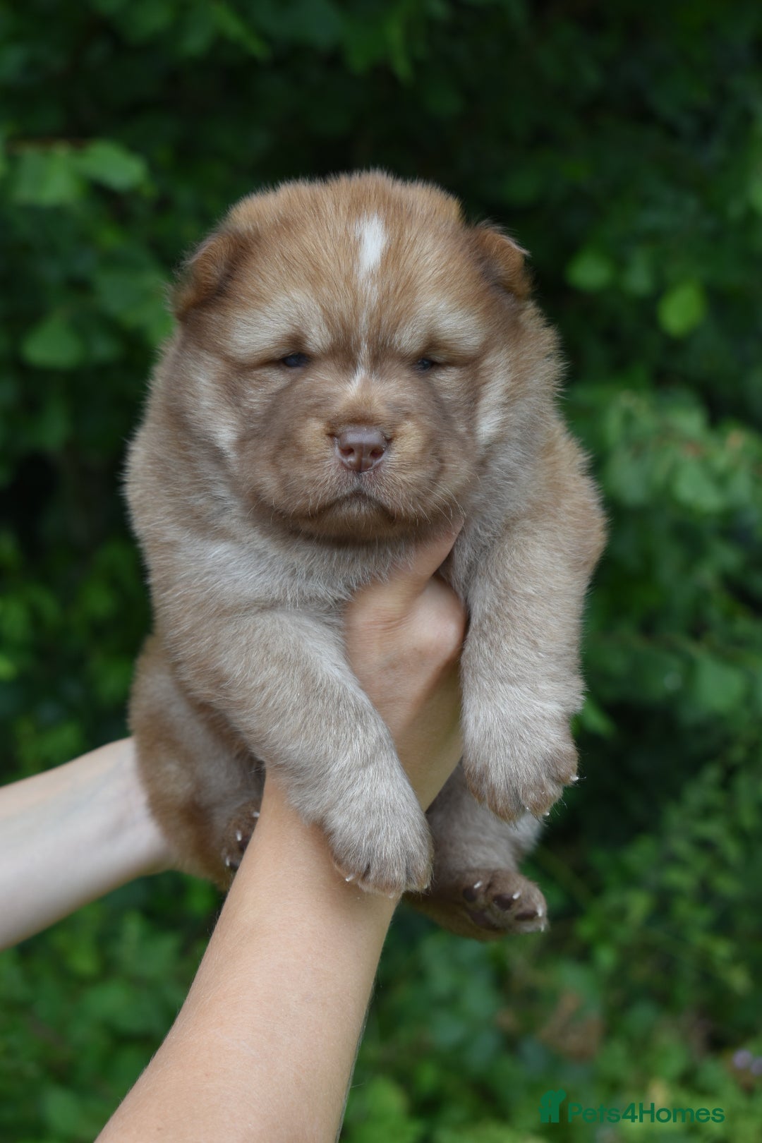 Siberian Husky dogs for sale: Beautiful Chowski puppies  - Image 7