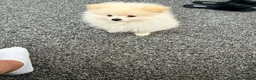 Pomeranian dogs for sale: For sale - Advert 2
