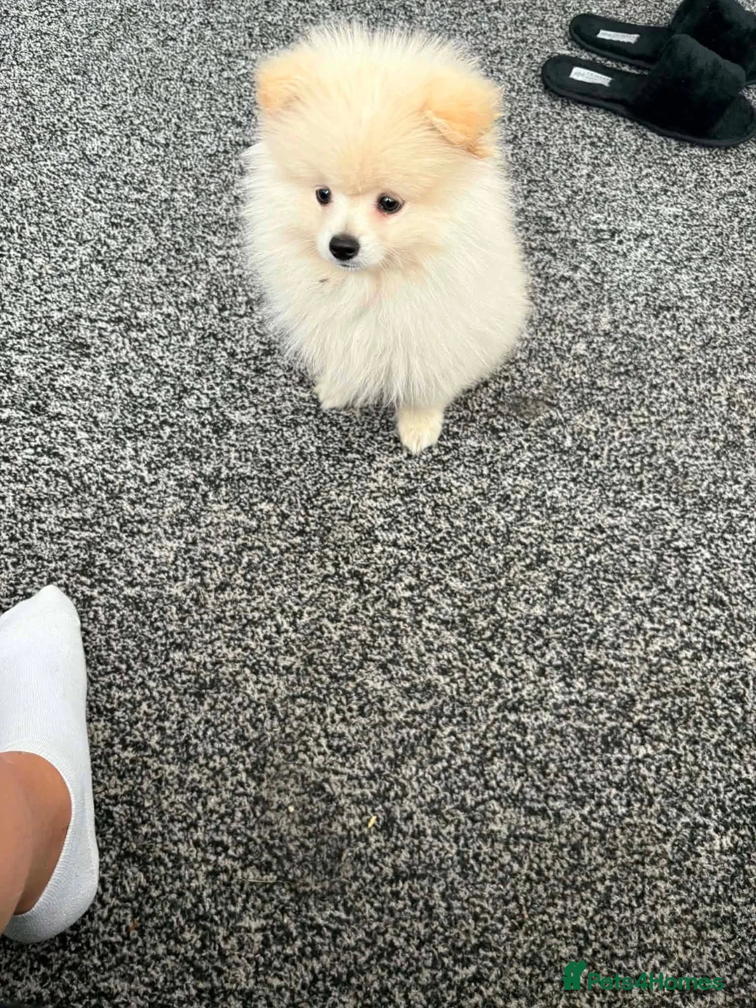 Pomeranian dogs for sale: For sale - Advert 2