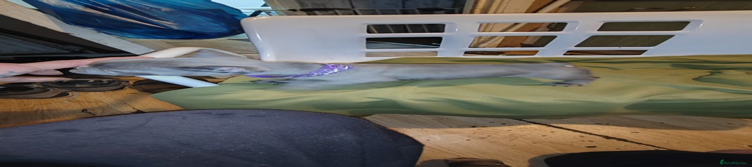 French Bulldog Puppy 2