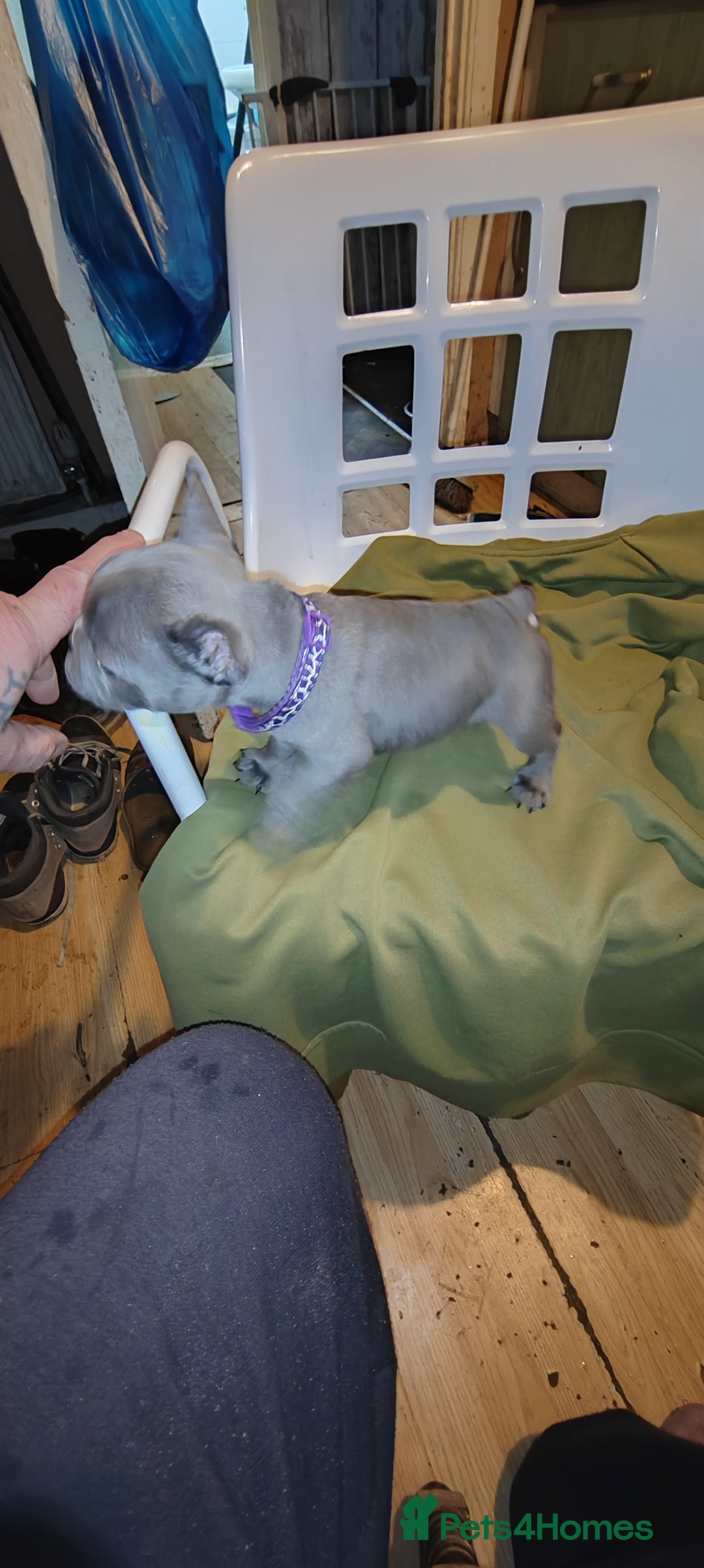 French Bulldog dogs for sale: French Bulldog puppies - Advert 2