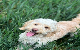 Cockapoo dogs for sale: OUTSTANDING FB1 COCKAPOOS - Image 23