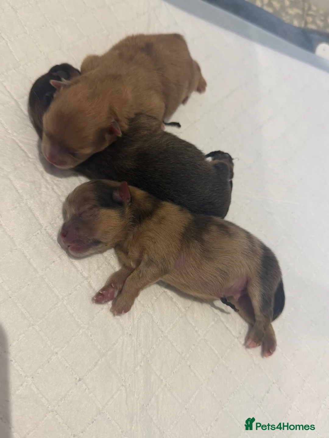 Pomeranian dogs for sale:  Stunning Pom pups ready for  **   in Romsey - Advert 9