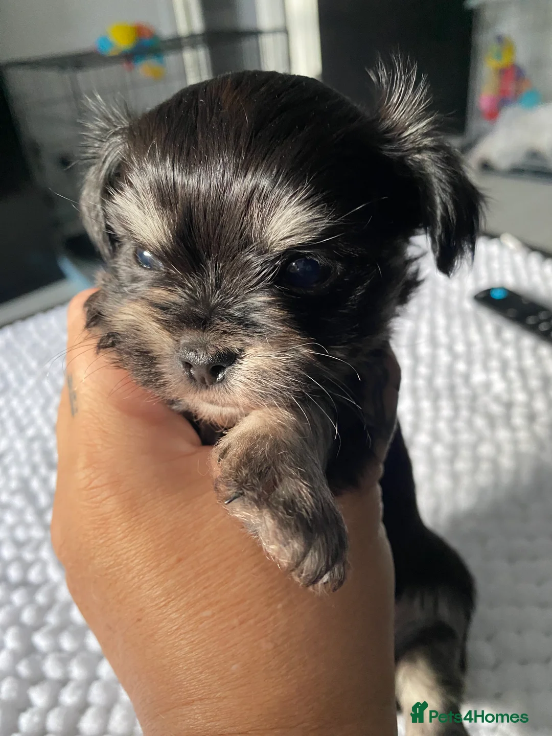 Mixed Breed dogs for sale: Adorable Tini malchi puppies  - Advert 12