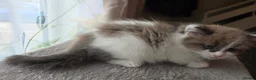 Ragdoll cats for sale: 🐱 Ragdoll Mix Kittens – Ready Soon! - Advert 11