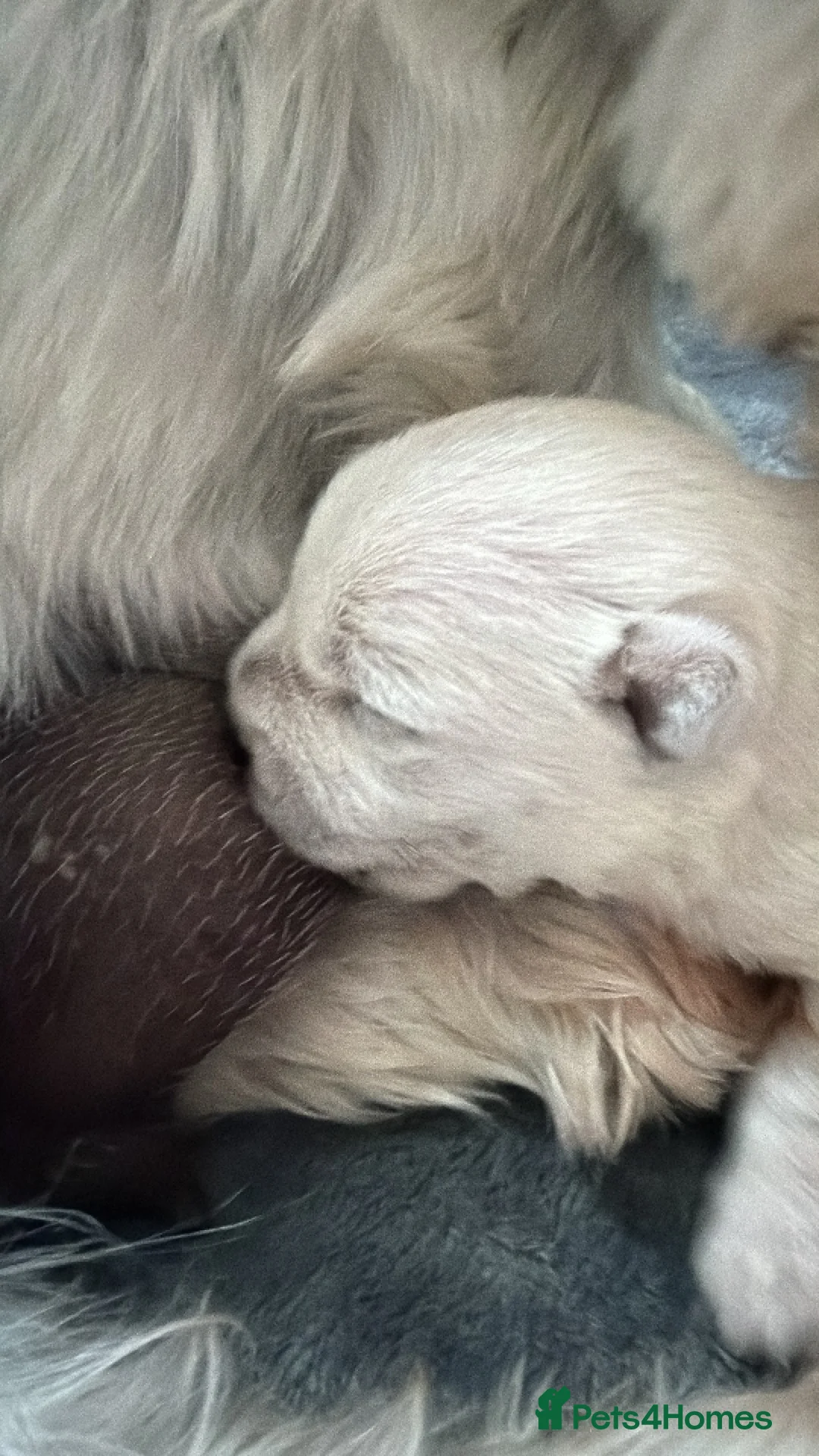 West Highland Terrier dogs for sale: West highland Terrier male pup for sale in Wednesbury - Advert 1
