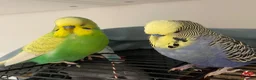 Budgerigars birds for sale: Male Budgie for sale with cages, toys & food etc - Advert 2