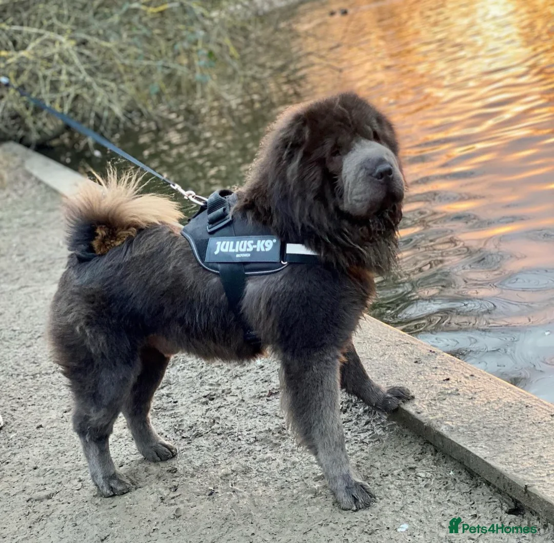 Shar Pei dogs for stud: BEST 🏆 Blue bear & chocolate & tan bear 🐻 in Hornchurch - Advert 9