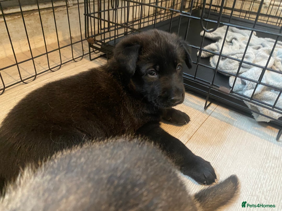 Mixed Breed dogs for sale: belgian malinois / czech shepherd puppies  - Image 3
