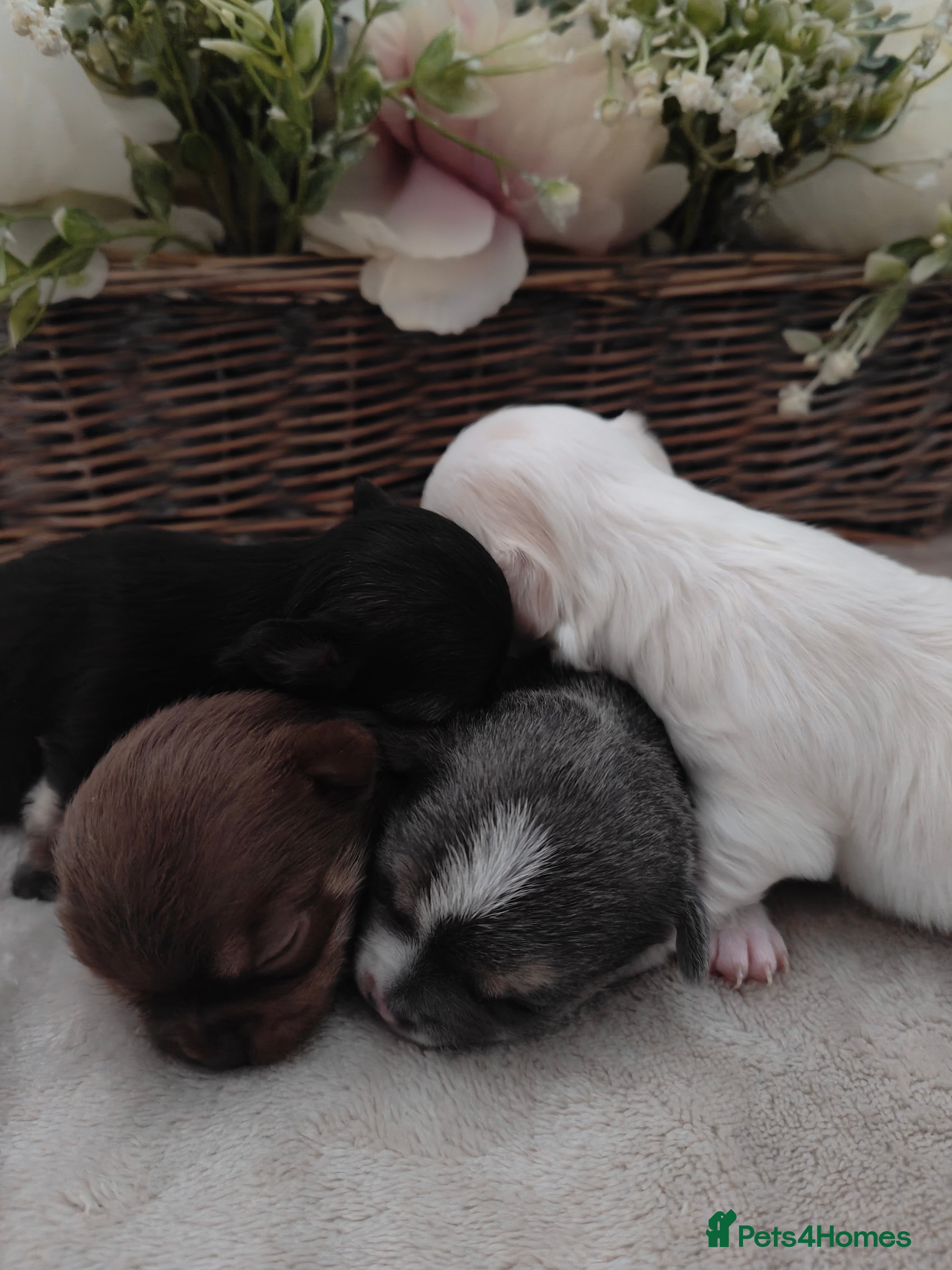 Chihuahua dogs 🪻 Beautiful Chihuahua Puppies 🪻 - Advert 5