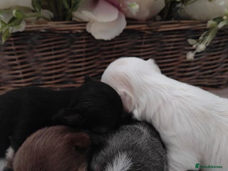 Chihuahua dogs 🪻 Beautiful Chihuahua Puppies 🪻 - Advert 1