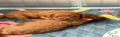 Cavapoo 2