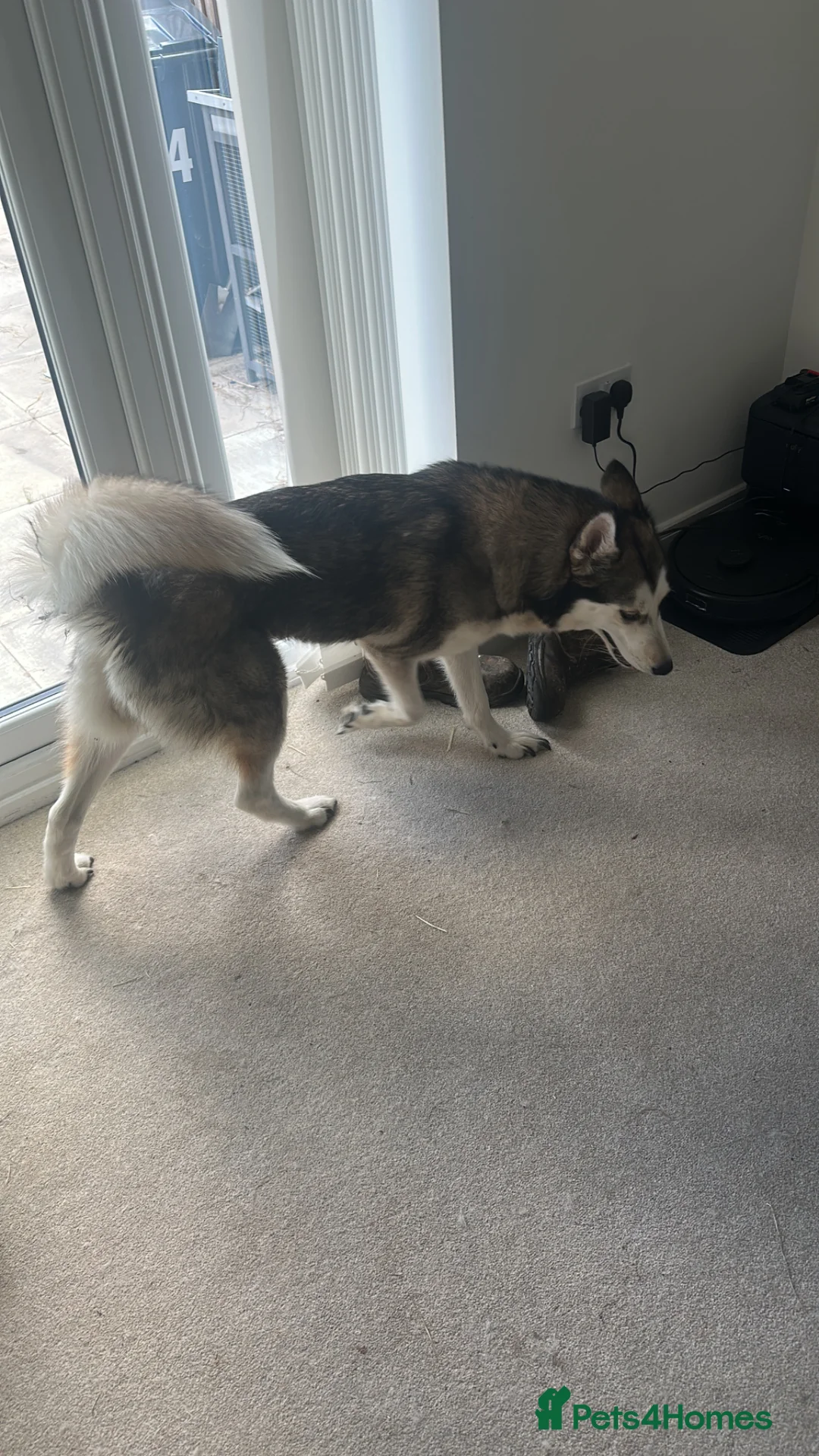 Siberian Husky dogs for sale: Storm - Advert 2