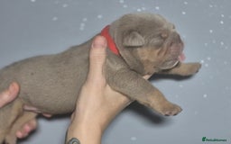 English Bulldog dogs for sale: Beautiful Litter Of New English Bulldog Puppies - Image 14