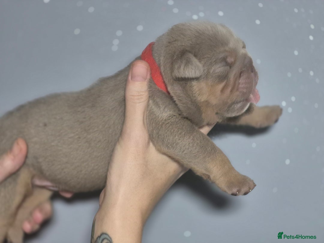 English Bulldog dogs for sale: Beautiful Litter Of New English Bulldog Puppies - Image 14