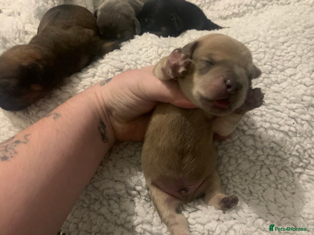 French Bulldog dogs for sale: French bulldog puppies - Image 5