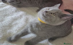 British Shorthair cats for sale: British Blue shorthair kittens £400 - Image 26